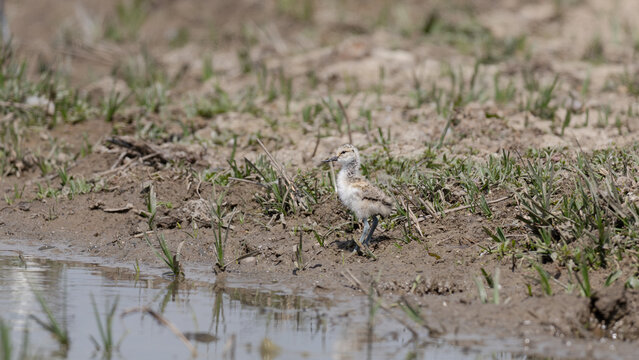 Pied Avocet Chick (Recurvirostra avosetta)