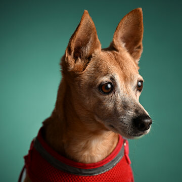 portrait of a dog in the studio
