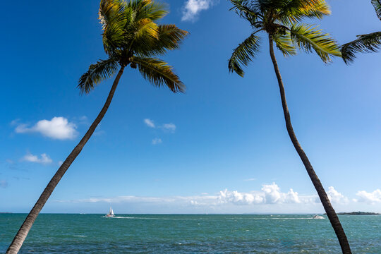 Sailboat in the distance between two palm trees in the caribbean. 
