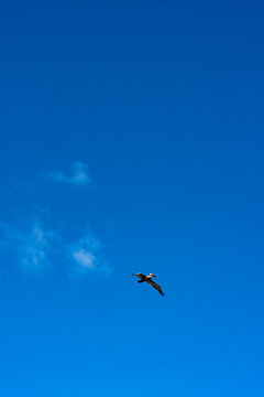 Pelican flying in the air with puffy clouds 