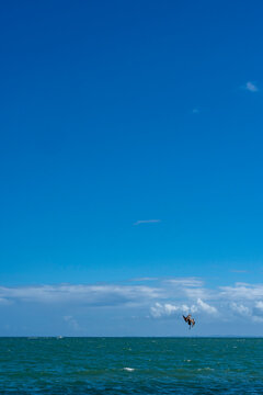 Pelican flying in the air with puffy clouds 