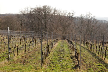 Obraz premium Weinberg in Sachsen, Diesbar-Seußlitz
