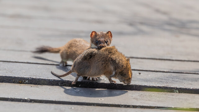 Stoat (Mustela erminea) and European Water Vole (Arvicola amphibius) Prey