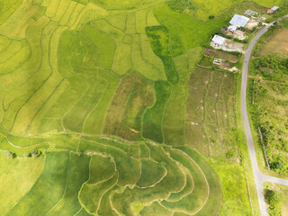 Obraz premium How happy the farmers in West Sumba Regency are, as most of the rice in the fields has turned yellow, just waiting for harvest time 