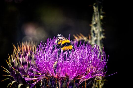 Bumblebee Collecting Pollen on Purple Thistle Flower. A large bumblebee (Bombus sp.) feeding on a purple thistle flower in full bloom. Body covered with yellow pollen. Natural light. Sicily, Italy.