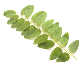 Fototapeta premium Branch of acacia tree on white background