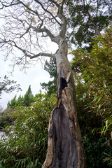 Fototapeta premium A low-angle view of a weathered, hollowed-out tree trunk surrounded by lush bamboo and evergreen foliage at Sol Beach Samcheok, South Korea, set against a bright, overcast sky.