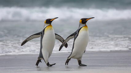 Fototapeta premium penguin on the rocks