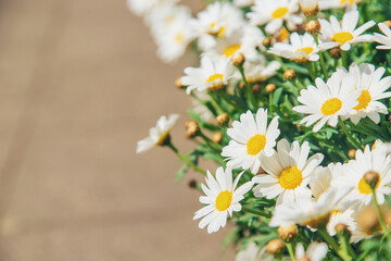 Obraz premium Daisies bloom in a flowerpot. Selective focus.