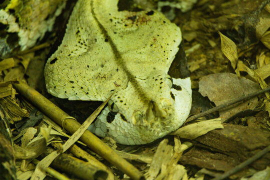 Gaboon viper in Singapore Zoo