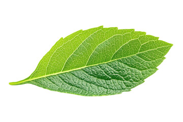 Fototapeta premium Single Bright Green Fresh Mulberry Leaf With Detailed Vein Texture On Black Background, Isolated On White Background, Png Transparent