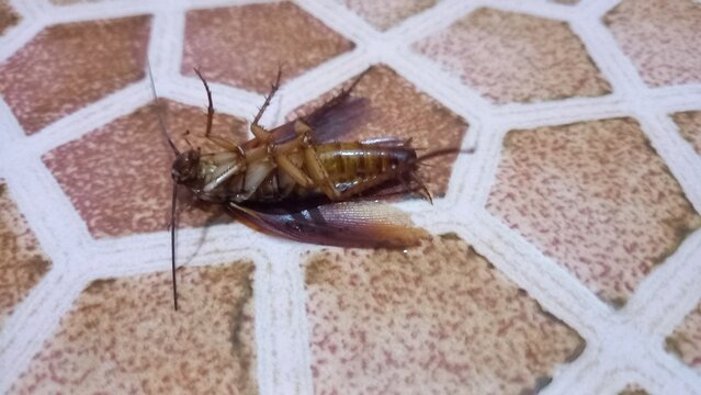Cockroach