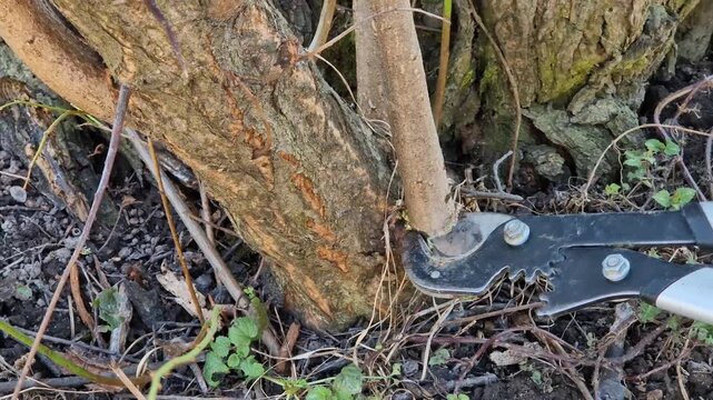 Pruning branches and young shoots of a tree with a large pruner with long handles. Gardener's work close-up. Working with a hand garden tool in the park. The process of pruning excess vegetation