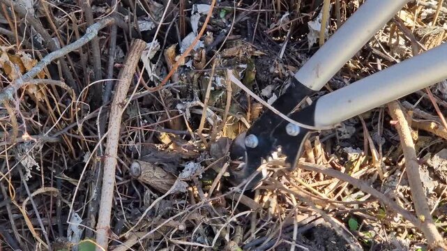 Pruning branches and young shoots of a tree with a large pruner with long handles. Gardener's work close-up. Working with a hand garden tool in the park. The process of pruning excess vegetation