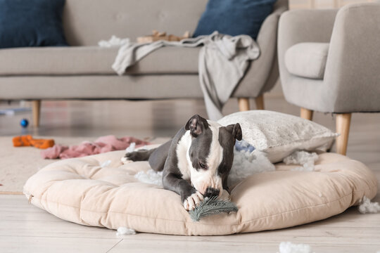 Naughty Staffordshire Terrier with Christmas branches and torn pillow on pet bed at home