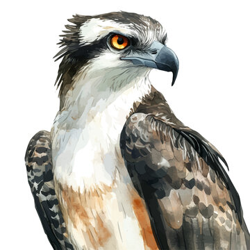 Osprey, semi-realistic fantasy style, subtle magical elements, soft glow, watercolor illustration, isolated on white background