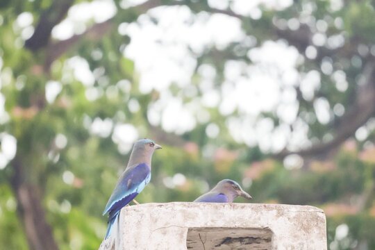 The Indian roller (Arundo donax) is a beautifully colored bird, distinguished by its bright blue wings and tail, which are clearly visible in flight.