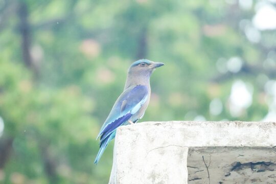 The Indian roller (Arundo donax) is a beautifully colored bird, distinguished by its bright blue wings and tail, which are clearly visible in flight.