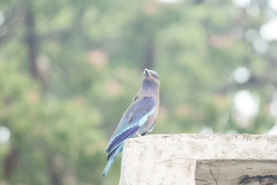 The Indian roller (Arundo donax) is a beautifully colored bird, distinguished by its bright blue wings and tail, which are clearly visible in flight.