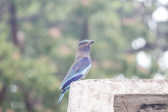 The Indian roller (Arundo donax) is a beautifully colored bird, distinguished by its bright blue wings and tail, which are clearly visible in flight.