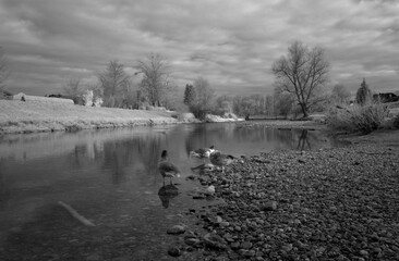 Bruckmühl im Frühling in Infrarot: Unsere Gänse © Stephan