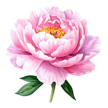 Zarte rosa Pfingstrose
