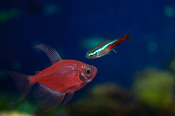 Obraz premium Aquarium fish-ternetzi and neon swim. The Latin name Gymnocorymbus ternetzi and Paracheirodon innesi. Ternetium is red, neon is blue-red.