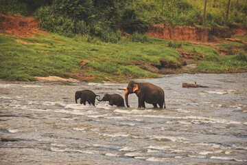 Elephant family crossing a river, Sri Lanka © ZB-Foto