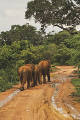 Walking elephant family in Yala National Park, Sri Lanka © ZB-Foto