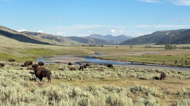 Bisons in Lamar Valley, Yellowstone National Park, USA