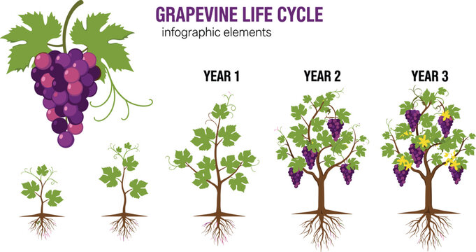 Grapevine Life Cycle Infographic Showing Growth Stages from Seedling to Mature Vine with Grapes for Agricultural and Botanical Education