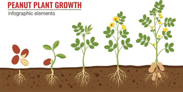 Peanut Plant Growth Stages Infographic Showing Seed Germination, Root Development, Flowering, and Underground Peanut Formation for Agricultural Education