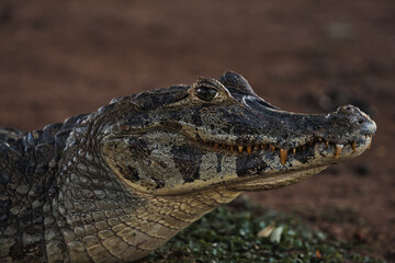 Fototapeta premium Wild caiman crocodile on ground