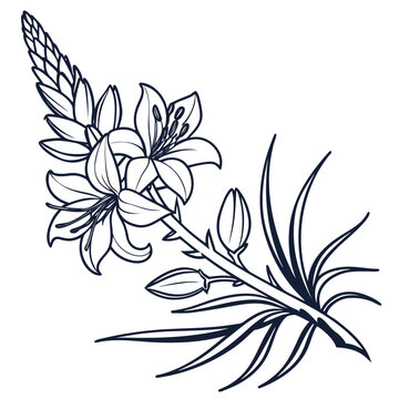 Puya Plant Hand Drawn Line Art Clipart