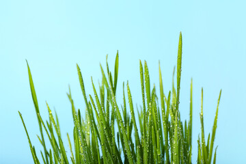 Naklejka premium Fresh wheatgrass with water drops on blue background