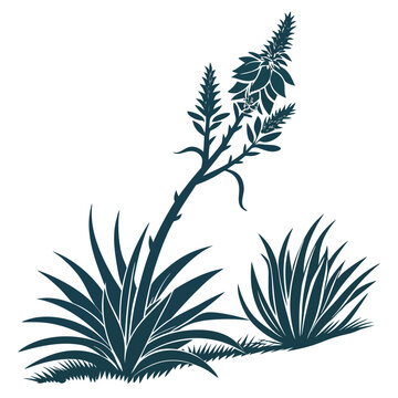 Puya Flower Vector Botanical Illustration