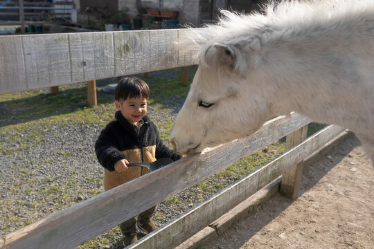 白い馬に餌をあげる小さな男の子