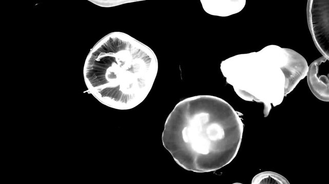 High contrast jellyfish swimming underwater on black background. Black and white for composite and presentation. Alpha matte isolated.