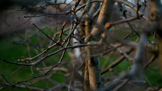 Row of apple trees detail, bare branches. Panning 4K