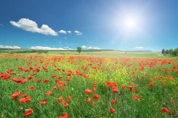 Obraz premium Beautiful Red Poppy Field Landscape with Blue Sky and Bright Sun