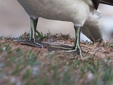 Close view of Southern Gannet (Morus Serrator) webbed feet showing lime green colouration