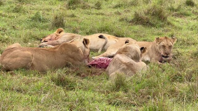 Pride of lions feeding on a recent kill seen in Africa on safari.