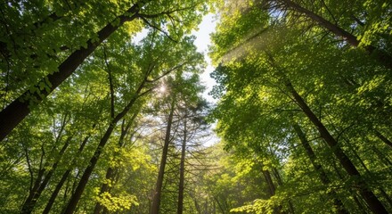 Fototapeta premium Green trees with sunlight filtering through the leaves.