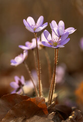 Wiosenne kwiaty przylaszczki pospolitej (Anemone hepatica) kwitnące w lesie © mycatherina