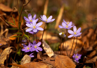  Wiosenne kwiaty przylaszczki pospolitej (Anemone hepatica) kwitnące w lesie © mycatherina