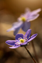  Wiosenne kwiaty przylaszczki pospolitej (Anemone hepatica) kwitnące w lesie © mycatherina