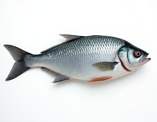 Obraz premium Studio shot of silver fish with detailed scales and fins. Isolated on white background, this aquatic creature is perfect for food, health, and ocean themes.