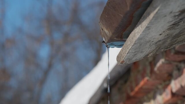 Snowladen roof with melting icicle. Frozen droplets cascade from gutter beneath leafless trees. Capturing serene winter scene with melting ice hanging from building roof