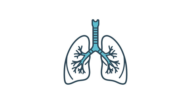 Anatomical Illustration of Human Respiratory System Depicting Lungs and Trachea