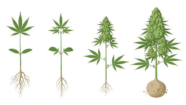 Illustration showing the various growth stages of a cannabis plant from a small seedling to a mature flowering plant.